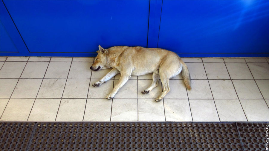 Собака спить в магазині. Богуслав