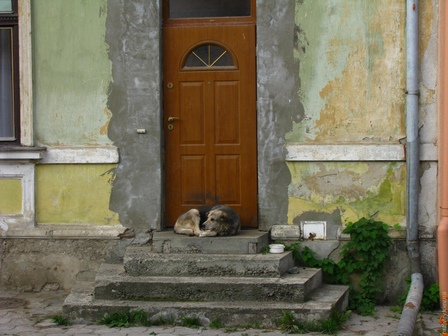 Собака на ганку. Чернівці, Україна