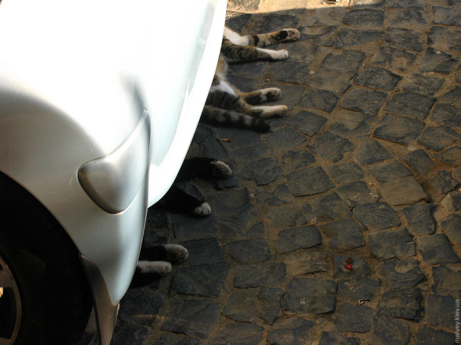 Котячі лапи стирчать з-під бампера автомобіля. Чернівці, Україна