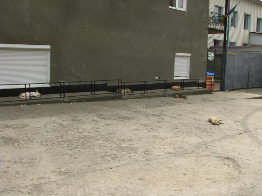 Декілька собак сплять на вулиці. Чернівці, Україна