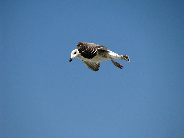 Чайка над берегом Херсонесу.