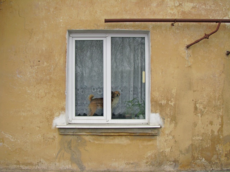 Собака у вікні будинку в Ганзівці