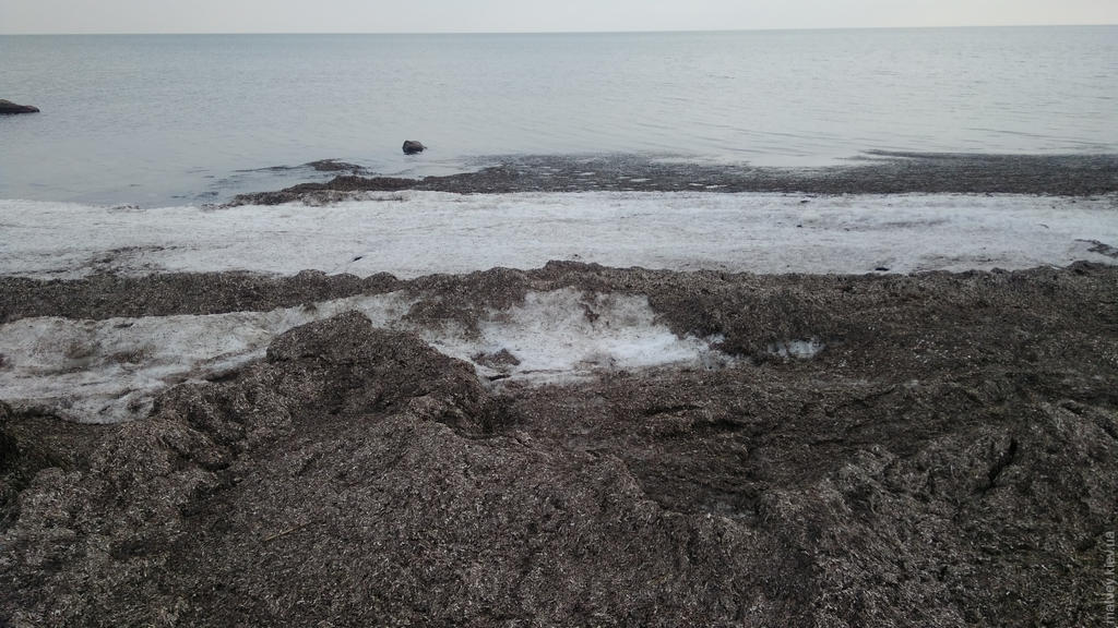 Зимове Азовське море. Водорості. Генічеськ, Україна