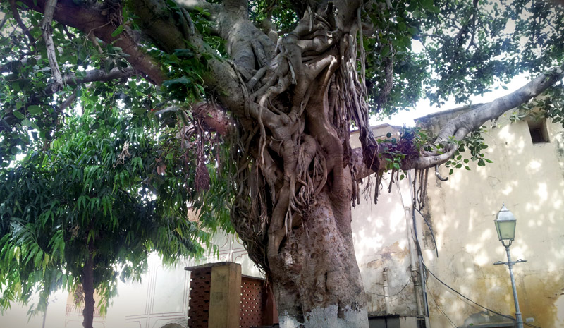 Складне дерево у Джайпурі