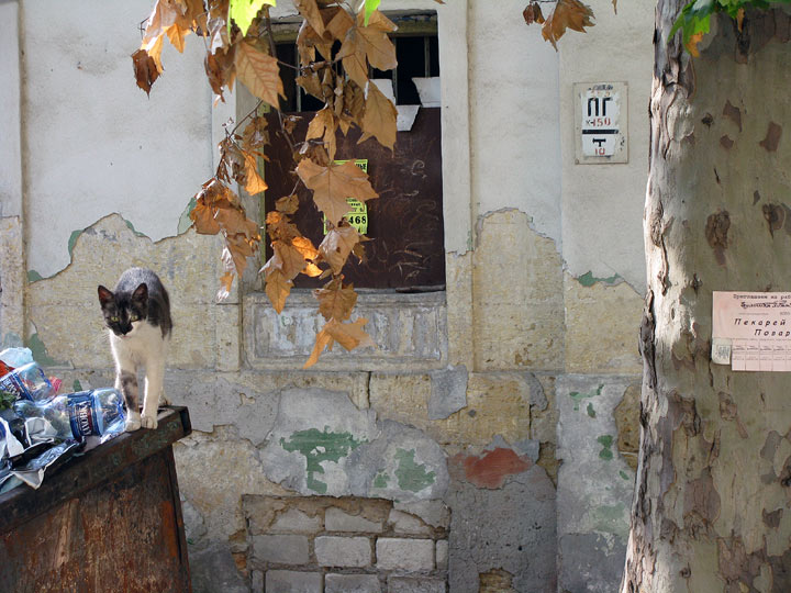 Кіт на сміттєбаку, Херсон, Україна