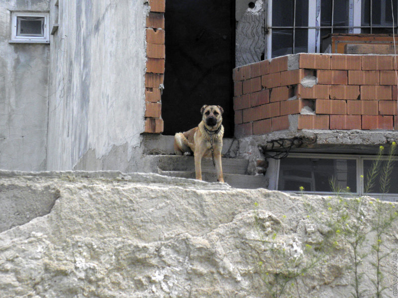 Собака сидить на крутих сходинках. Киркларелі, Туреччина