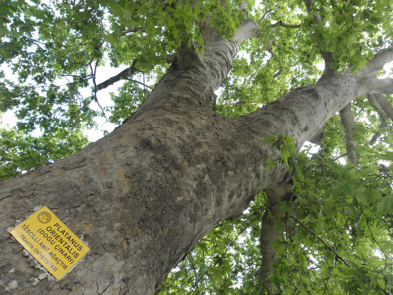 Дерево Platanus orientalis. Киркларелі, Туреччина