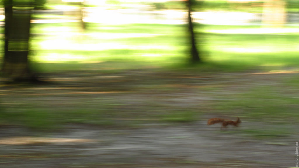 Білка, що біжить. Клевань, Рівненська область, Україна