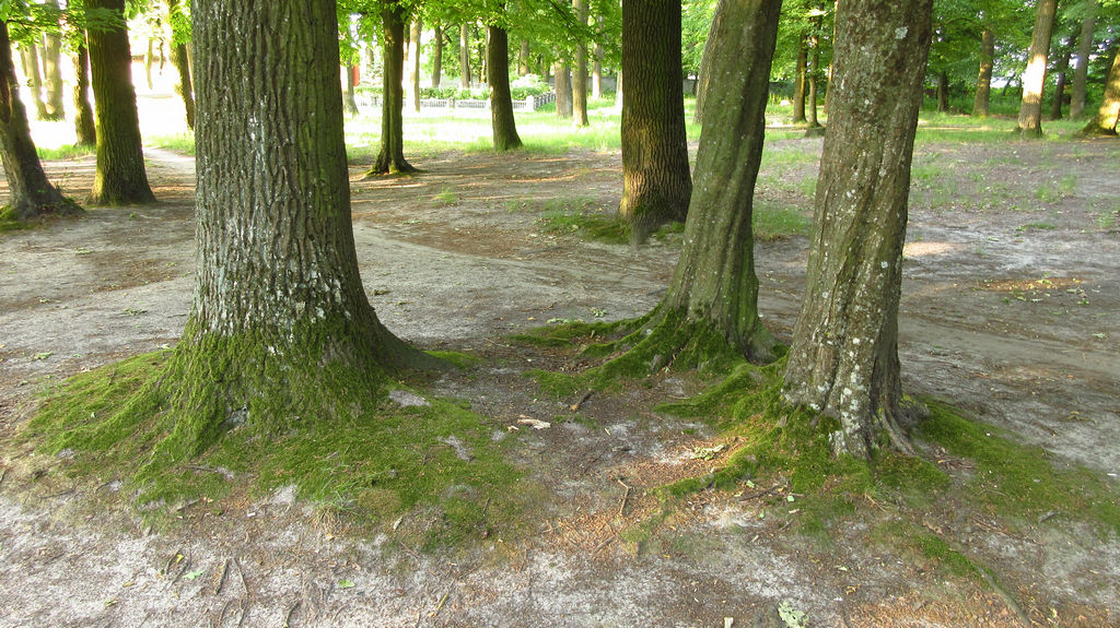 Коріння дерев та мох. Клевань, Рівненська область, Україна