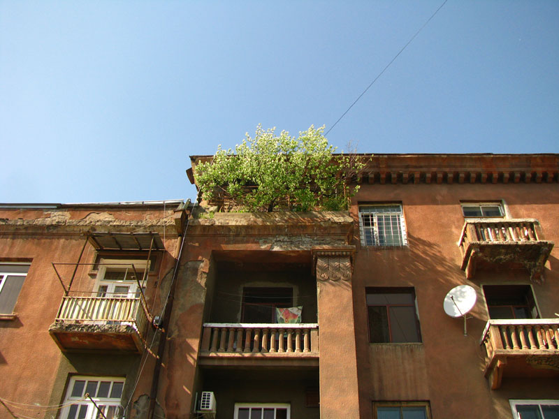 дерево на балконе красивого коричневого дома по ул. Сасунци Давид в Ереване