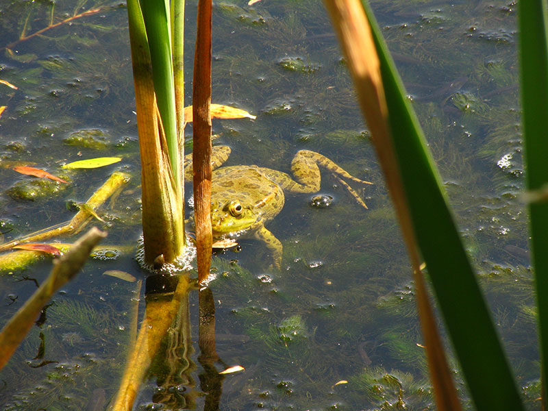 Жаба гріється в озері Нурігелі. Батумі
