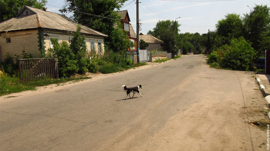 Собака на пустой улице Корсунской. Богуслав