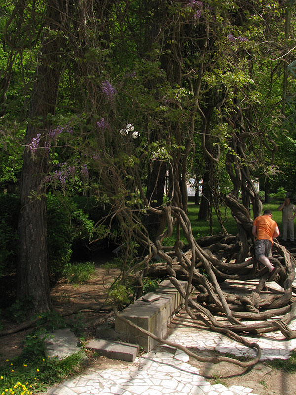 Лиана, корни в парке Боржоми