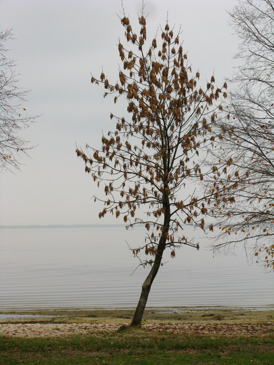 Дерево на берегу Кременчугского водохранилища в Черкассах