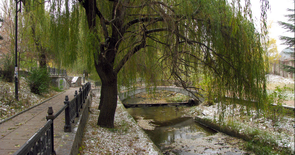 Дерево над речкой Салгир. Симферополь