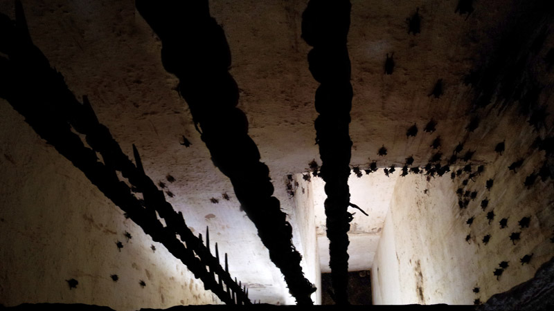 Летучие мыши в колодце форта Амер