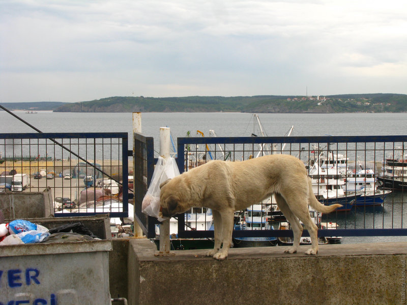 Собака ест отбросы на фоне черноморского конца пролива Босфор. Стамбул, Турция