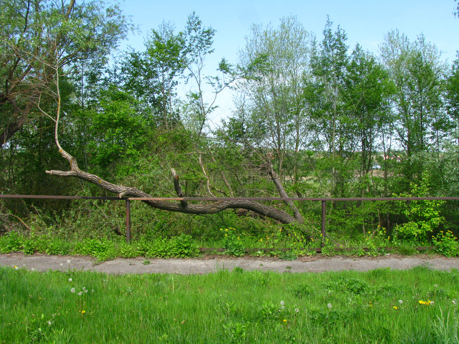Закинута пішоходна доріжка на набережній, іржаві поручні та впале дерево