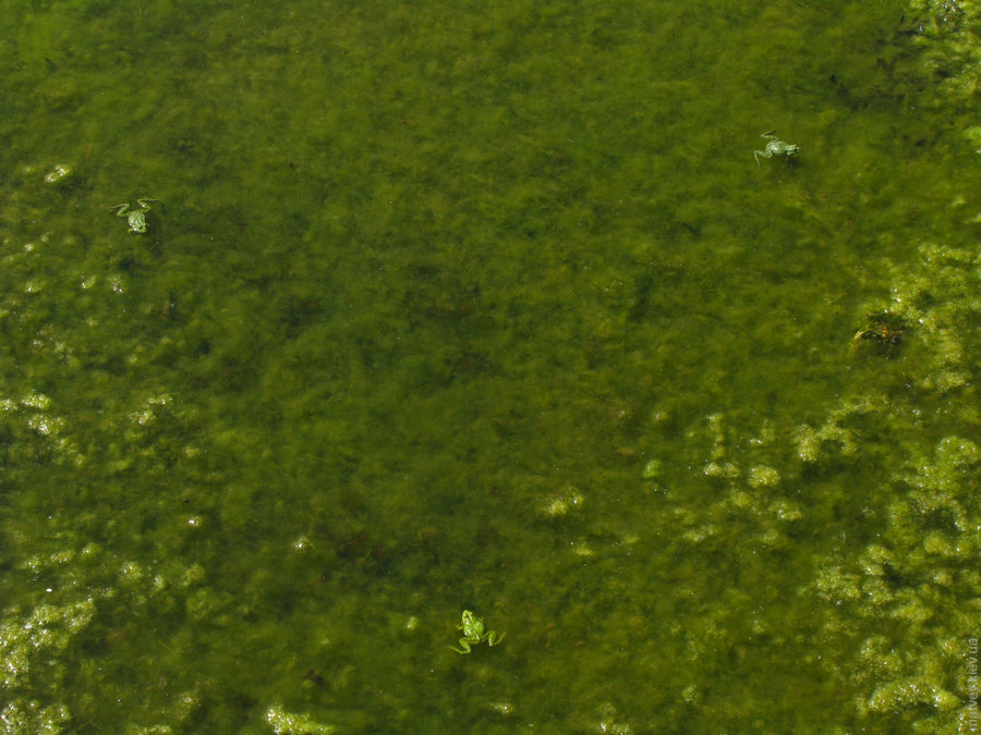 три жабы сидят на водорослях, немецкое озеро, ивано-франковск