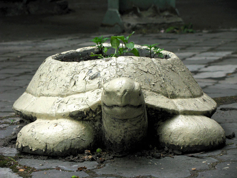 Клумба-черепаха. Харьков 