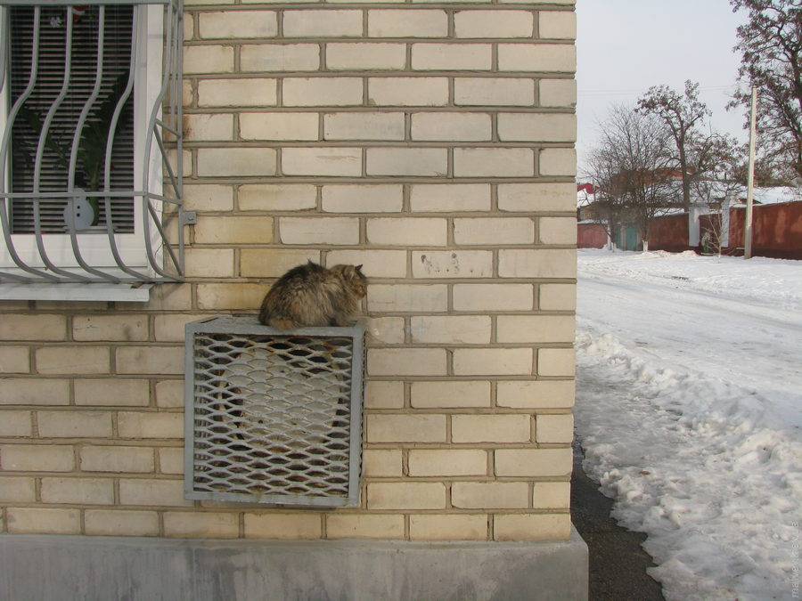 Кіт гріється на теплому місці. Зима. Херсон, Україна.