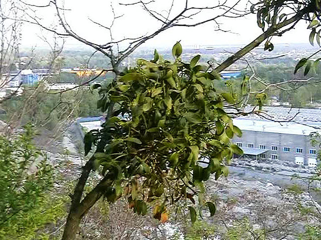 дерево на фоне мусоросортировочного завода «Гринко»