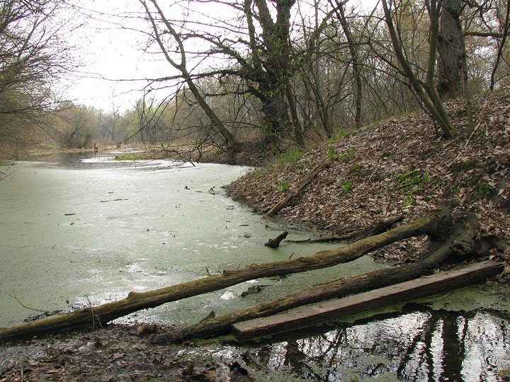 клажка з гілок через затоку. Жуків острів, Київ, 2008