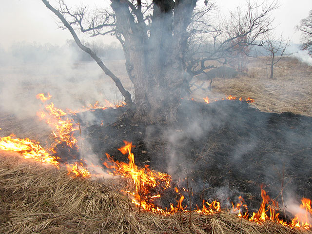 горить трава взимку навколо дерева. Жуків острів, Київ, зима 2008