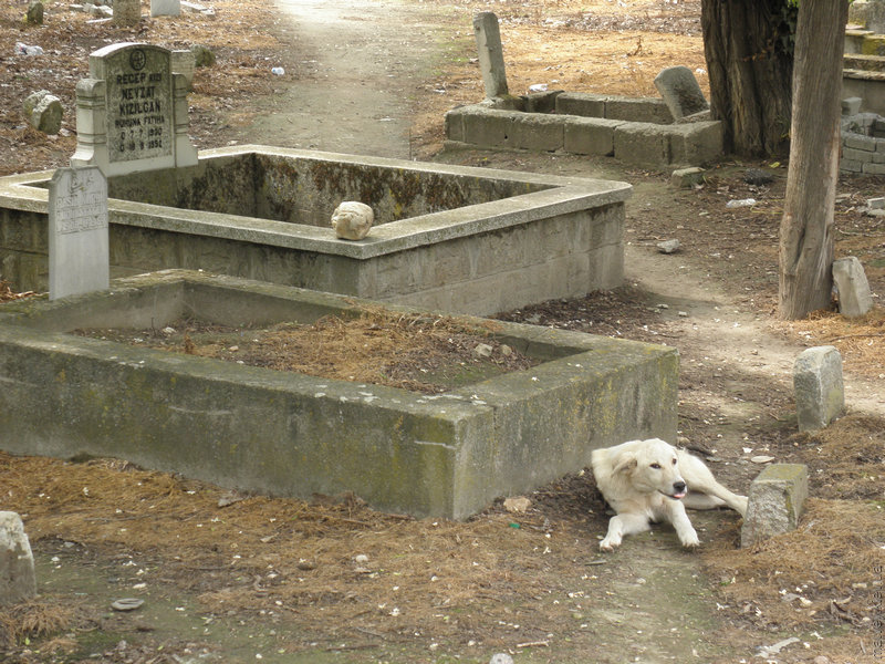 Собака на турецком кладбище. Люлебургаз, Турция