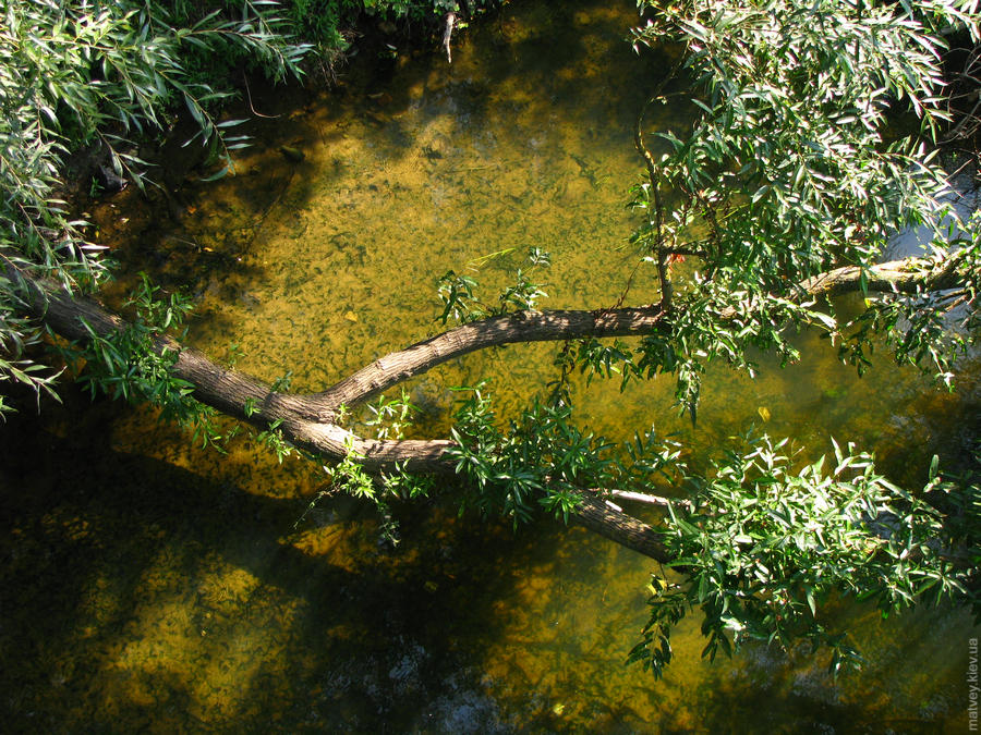 Прозрачная вода речки Стыр. Дерево над водой. Вид с моста. Луцк