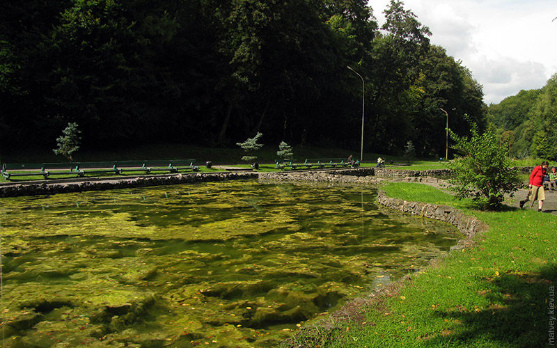 Безумные водоросли в прудах парка Погулянка, Львов
