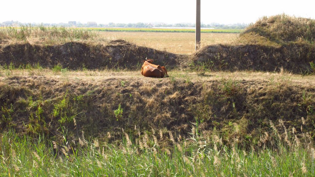 Корова на берегу канала. Мелитополь