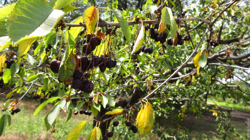 Вяленые черешни на дереве. Мелитополь