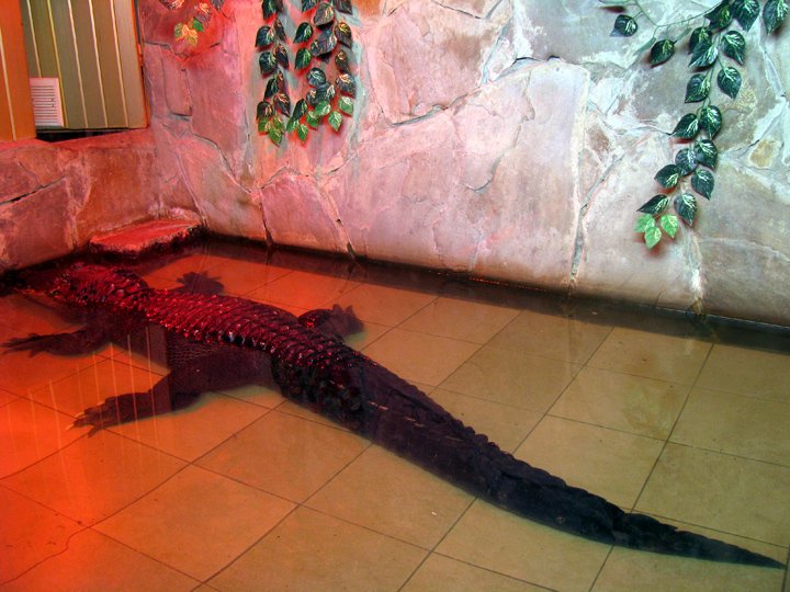 Крокодил Вася в Николаевском зоопарке