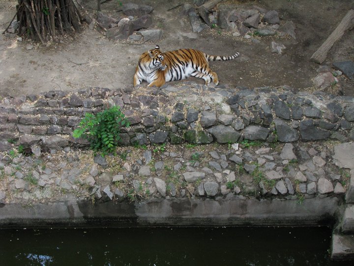 Тигрица в Николаевском зоопарке
