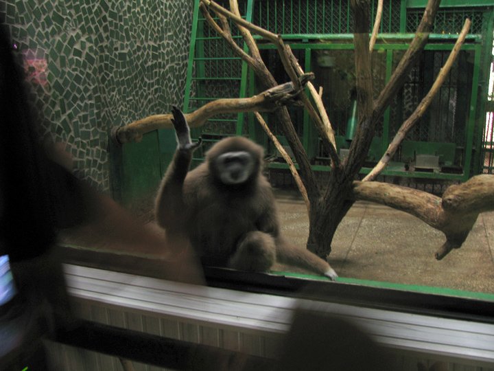 Грустная обезьяна в Николаевском зоопарке