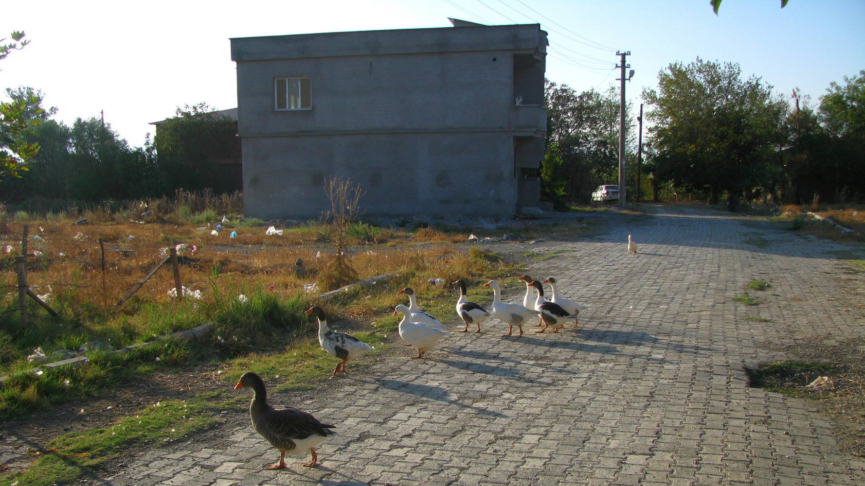 гуси та сміття (пластикові пакетики). Ранок в Нурдагі, Nurdağı, Туреччина, 2014