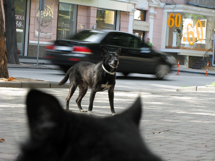 Собака, вид через кошку. Одесса, Екатерининская улица.