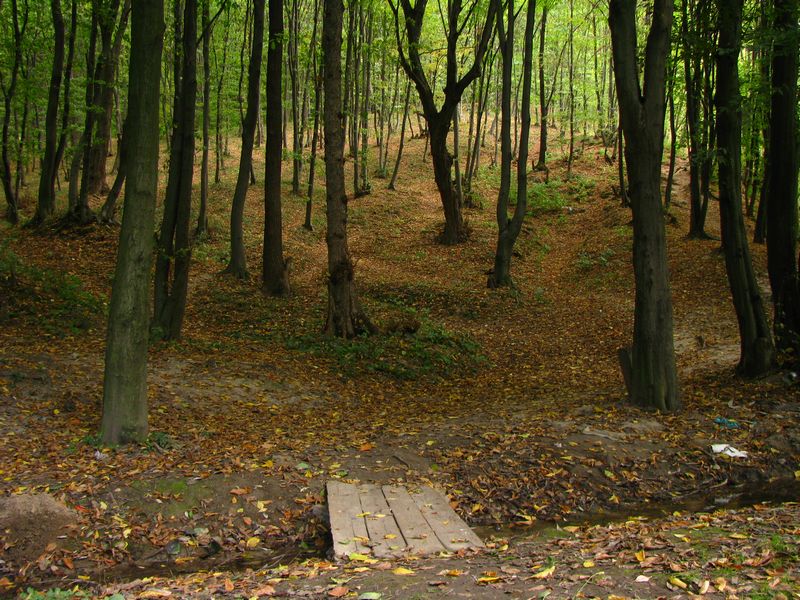 Ліс на боці кручі