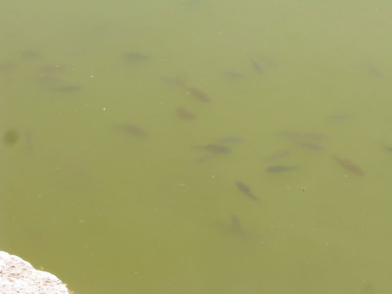 рыба в мутной воде озера Вардавар, Ереван