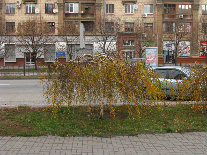 маленькая берёза на проспекте Ленина в Запорожье